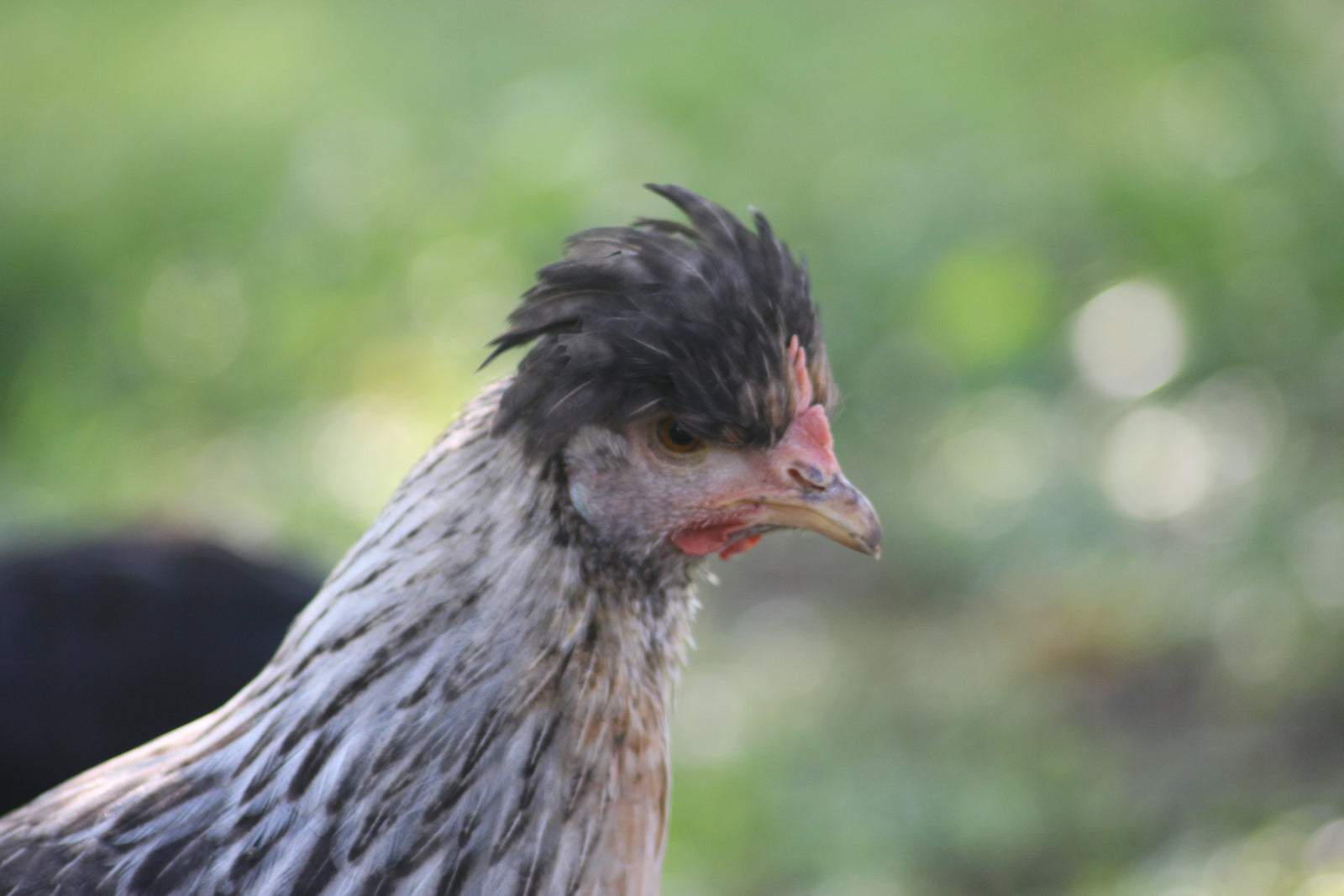 Crested Cream Legbar Chicks