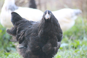 Black Orpington Started Young Pullet Hens