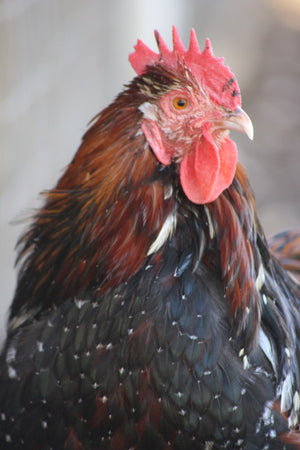 Older Jubilee Orpington Started Young Pullet Hens 7 to 8 Weeks Old Ready Now