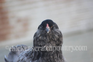 Older Olive Egger Started Pullet Hens "Dark Green Egg Layer"