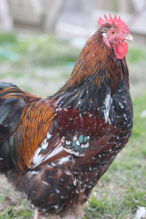 Older Jubilee Orpington Started Young Pullet Hens 7 to 8 Weeks Old Ready Now