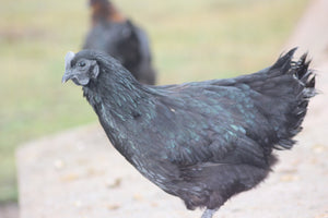 Ayam Cemani Started Young Pullet Hens