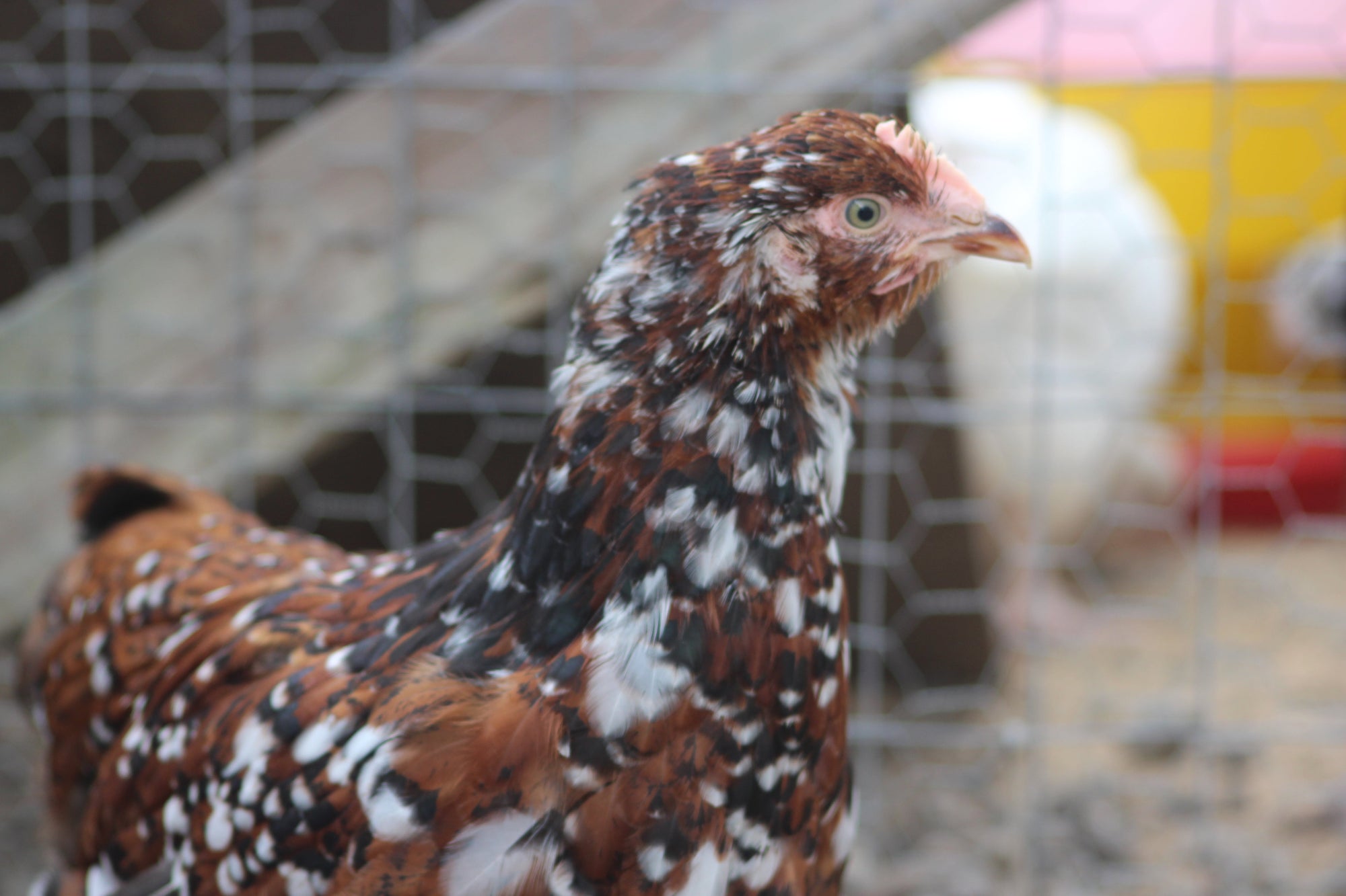 Older Jubilee Orpington Started Young Pullet Hens 7 to 8 Weeks Old Ready Now