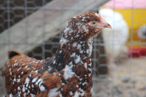 Older Jubilee Orpington Started Young Pullet Hens 7 to 8 Weeks Old Ready Now