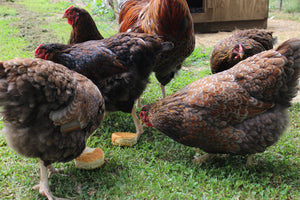 Older Blue Laced Red Wyandotte Started Young Pullet Hens