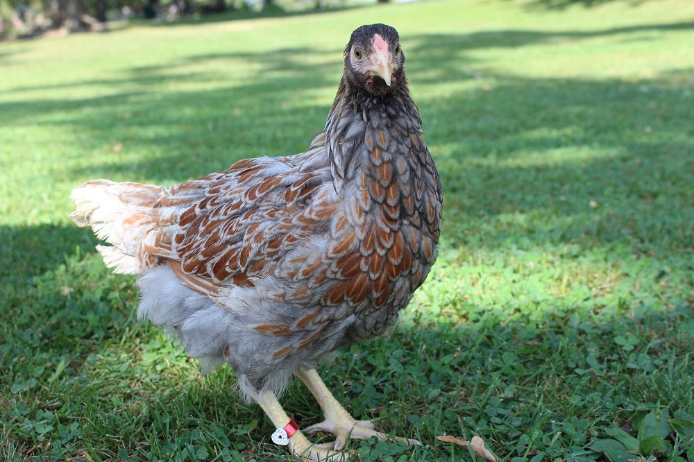 Blue Laced Red Wyandotte Chicks
