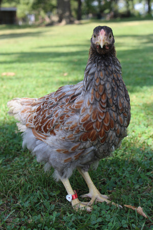 Older Blue Laced Red Wyandotte Started Young Pullet Hens