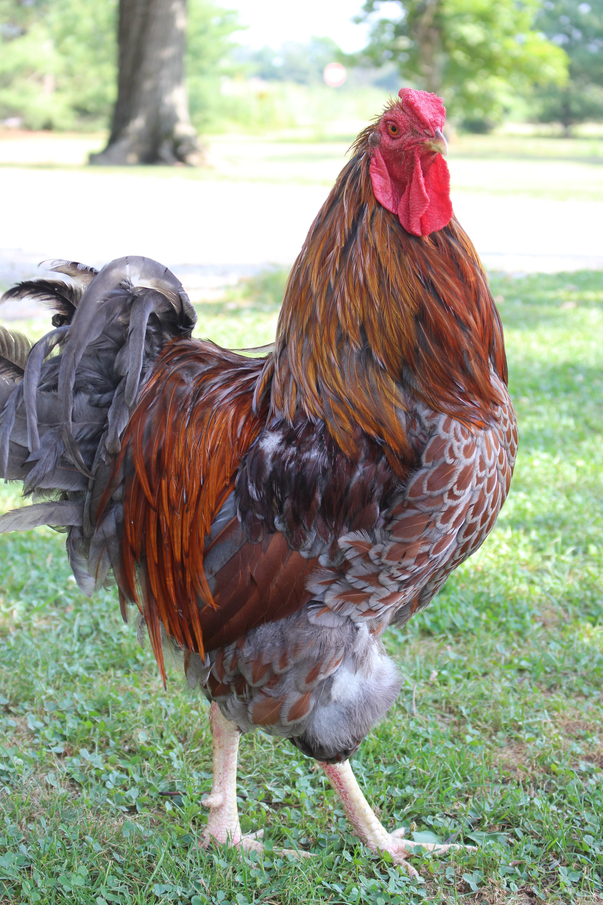 Blue Laced Red Wyandotte Baby Blue Laced Red Wyandotte Baby
