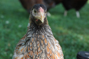 Blue Laced Red Wyandotte Started Young Pullet Hens