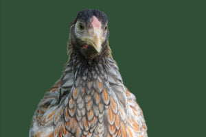 Older Blue Laced Red Wyandotte Started Young Pullet Hens