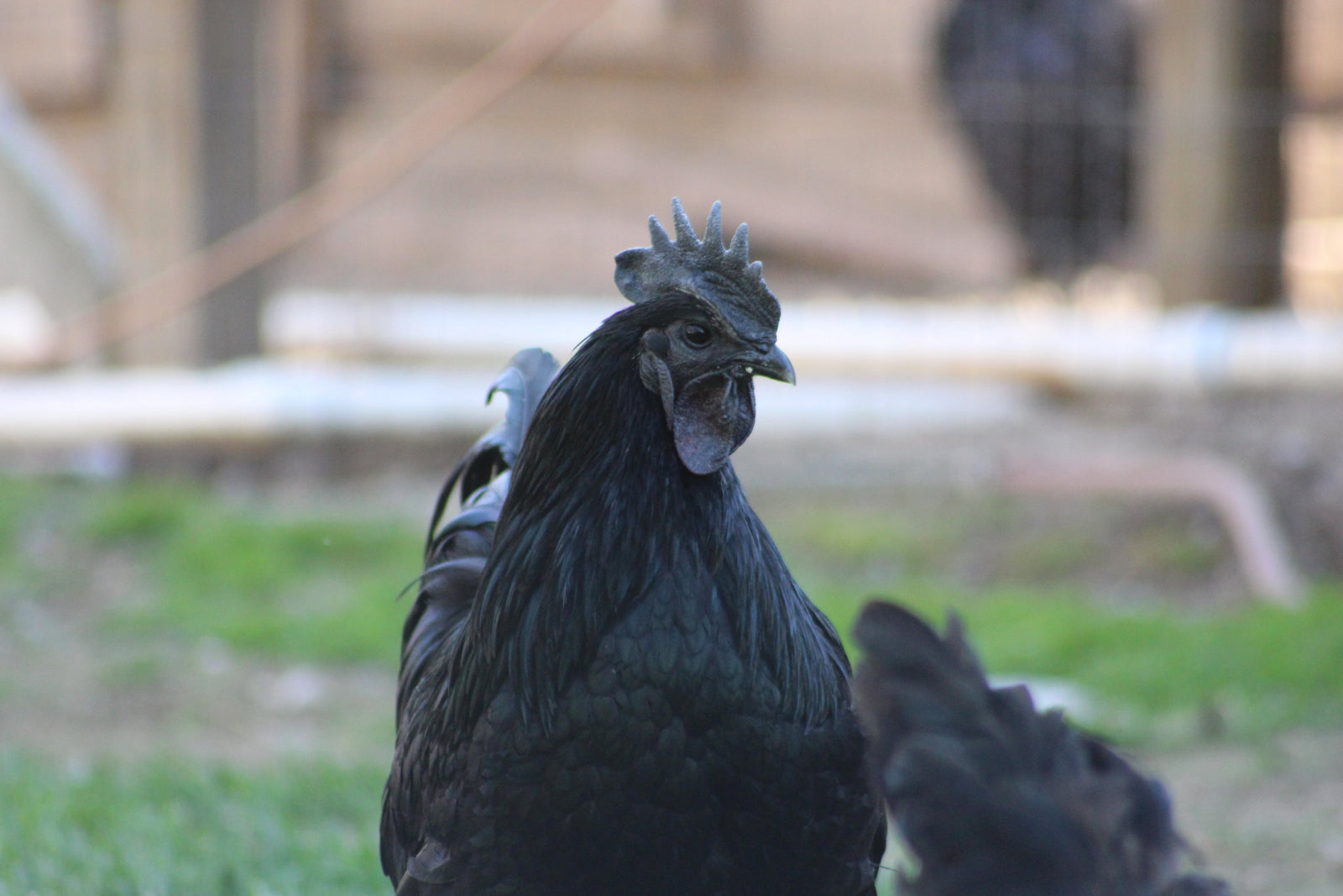 Ayam Cemani Started Young Pullet Chicken Hens 8 to 9 Weeks Old Ready Now