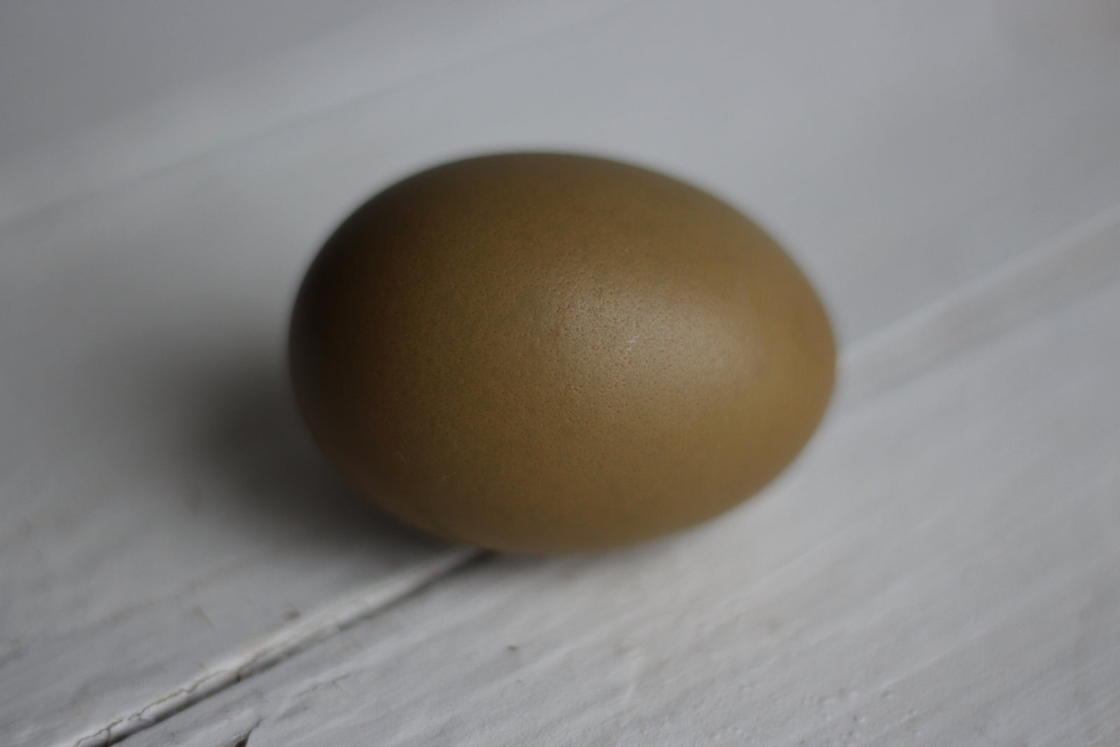 Mint Cream Bar Chicks / Green Egg Layer Chicks