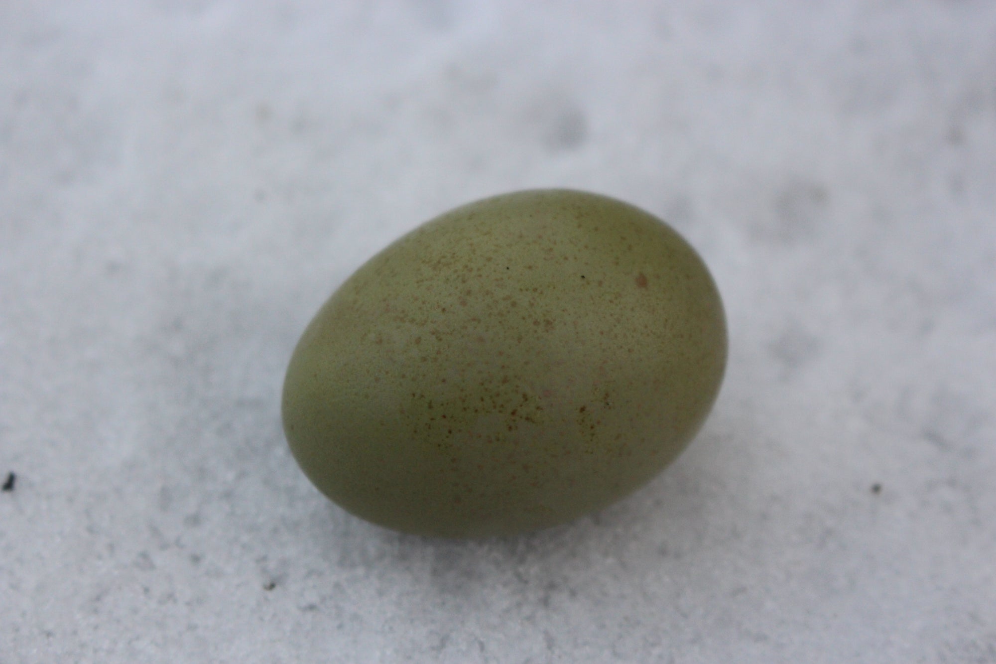 Olive Egger Chicks "Dark Green Egg Layer"