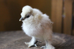 Silkie White Bearded Crested Chicks