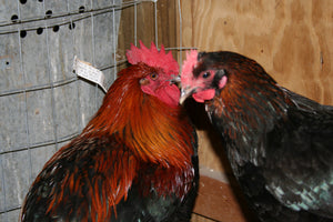 Older French Black Copper Marans Started Young Pullet Hens