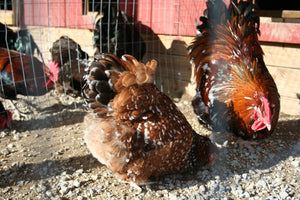 Older Jubilee Orpington Started Young Pullet Hens 7 to 8 Weeks Old Ready Now