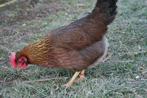 Older Welsummer Started Young Pullet Hens