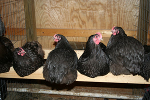 Chocolate Orpington Bantam Chicks