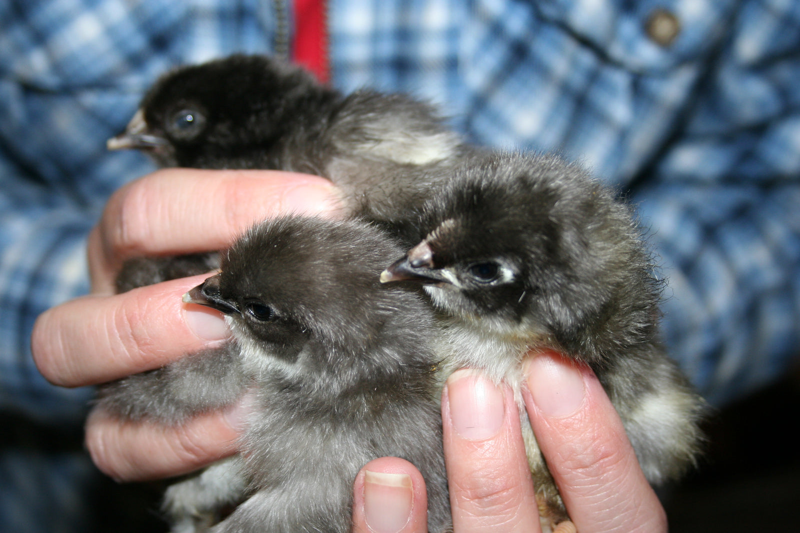 French Blue Copper Marans Chicks