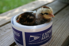 Chicken Scratch Poultry Rare Heritage Poultry Colorful Eggs logo