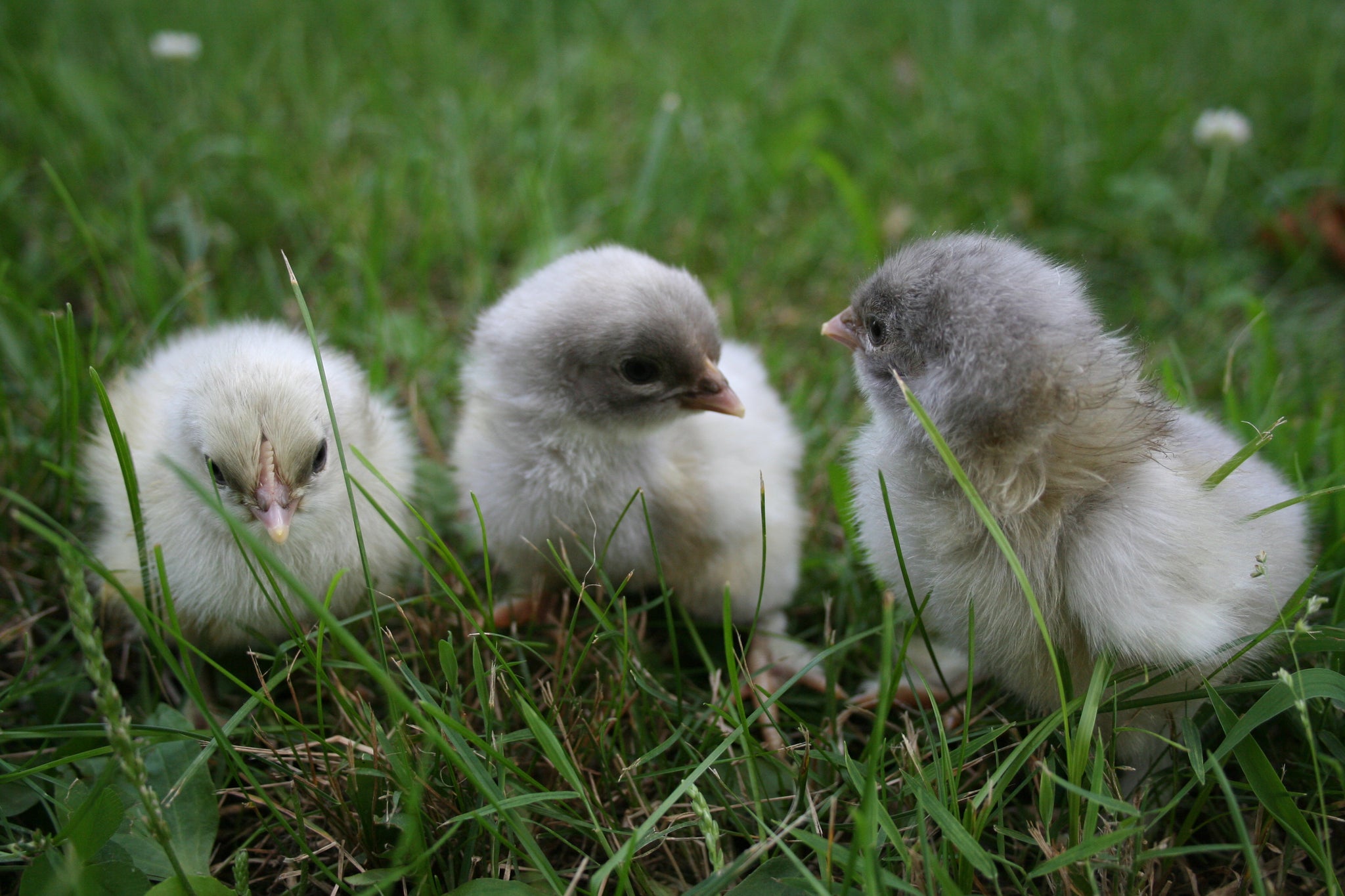 Blue Ridge Chicks Blue Baby Chicks