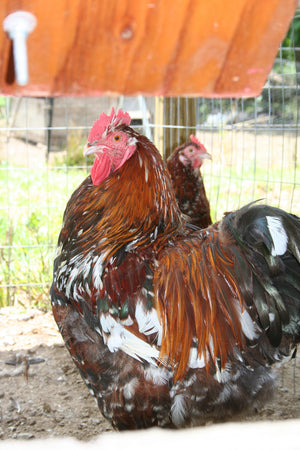 Older Jubilee Orpington Started Young Pullet Hens 7 to 8 Weeks Old Ready Now