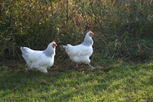 Coronation Sussex Started Young Pullet Hens
