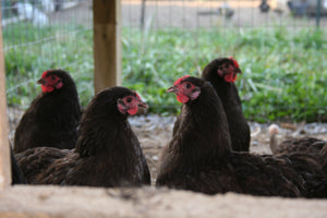 Chocolate Orpington Bantam Chicks