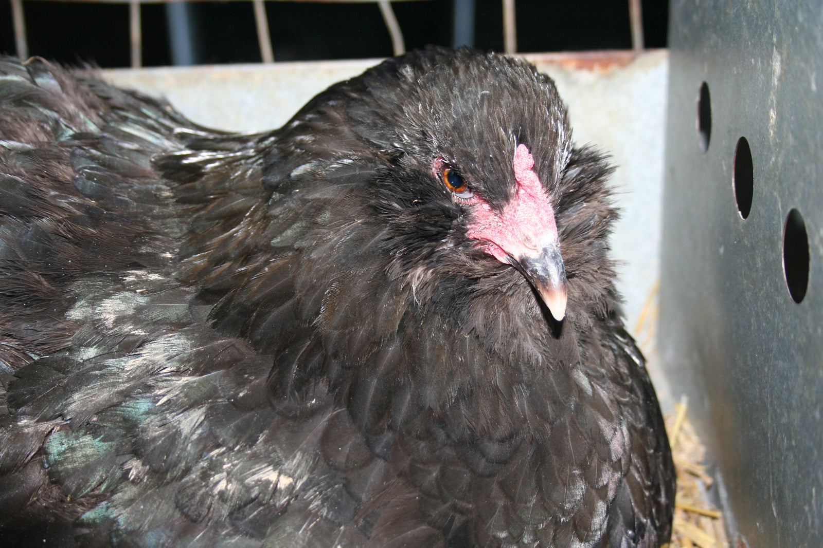 Ameraucana Chicks Blue Egg Layer