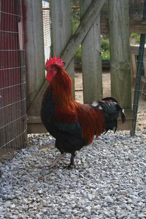 Older French Black Copper Marans Started Young Pullet Hens