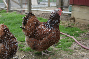 Older Jubilee Orpington Started Young Pullet Hens 7 to 8 Weeks Old Ready Now