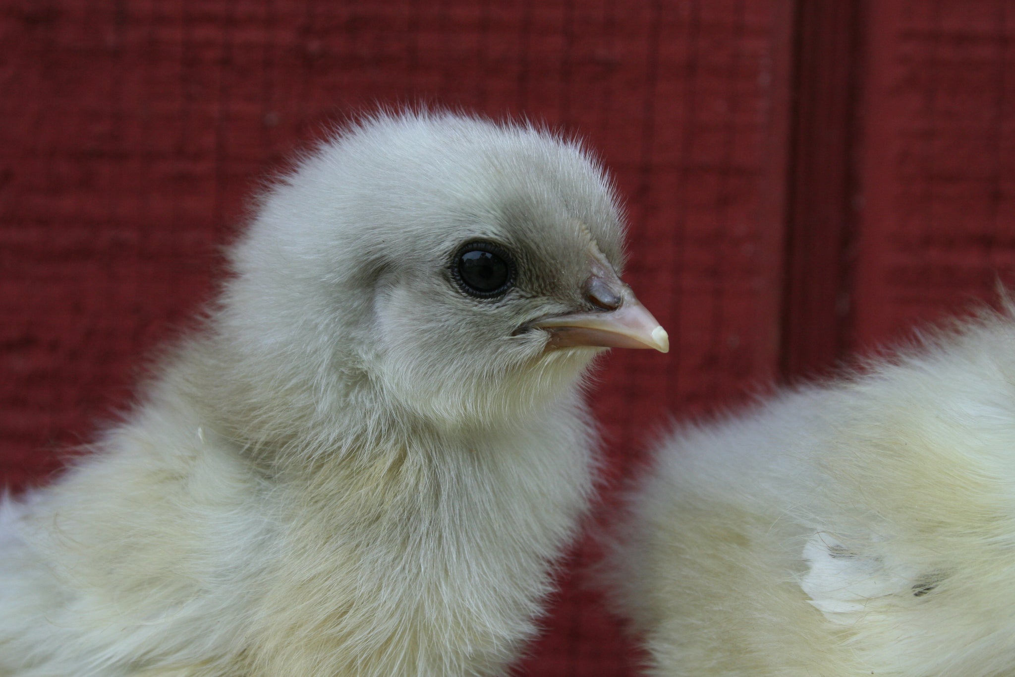 Color:blue Chick Blue Baby Chicks