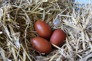 Older French Black Copper Marans Started Young Pullet Hens