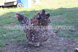 Older Jubilee Orpington Started Young Pullet Hens 7 to 8 Weeks Old Ready Now