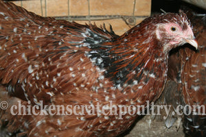 Older Jubilee Orpington Started Young Pullet Hens 7 to 8 Weeks Old Ready Now