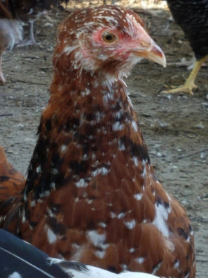 Older Jubilee Orpington Started Young Pullet Hens 7 to 8 Weeks Old Ready Now