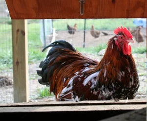 Older Jubilee Orpington Started Young Pullet Hens 7 to 8 Weeks Old Ready Now
