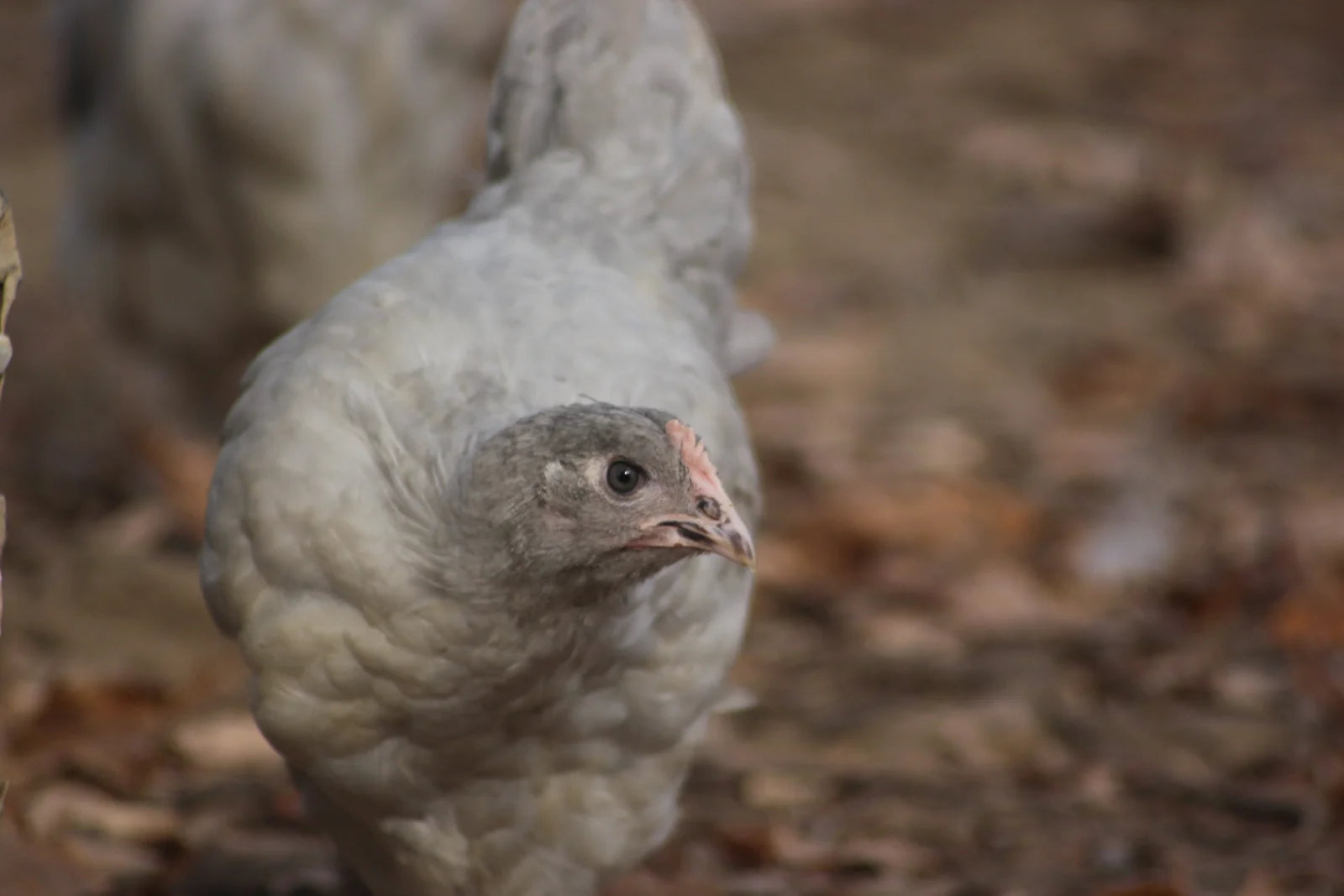 Lavender Orpington Started Young Pullet Hens 7 to 8 Weeks Old Ready Now