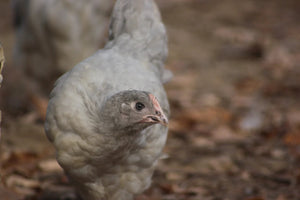 Lavender Orpington Started Young Pullet Hens 7 to 8 Weeks Old Ready Now