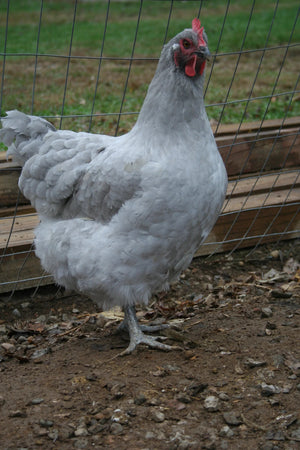 Lavender Orpington Started Young Pullet Hens 7 to 8 Weeks Old Ready Now
