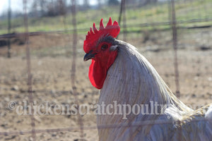 Lavender Orpington Started Young Pullet Hens 7 to 8 Weeks Old Ready Now