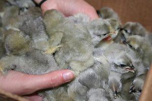Lavender Orpington Started Young Pullet Hens 7 to 8 Weeks Old Ready Now