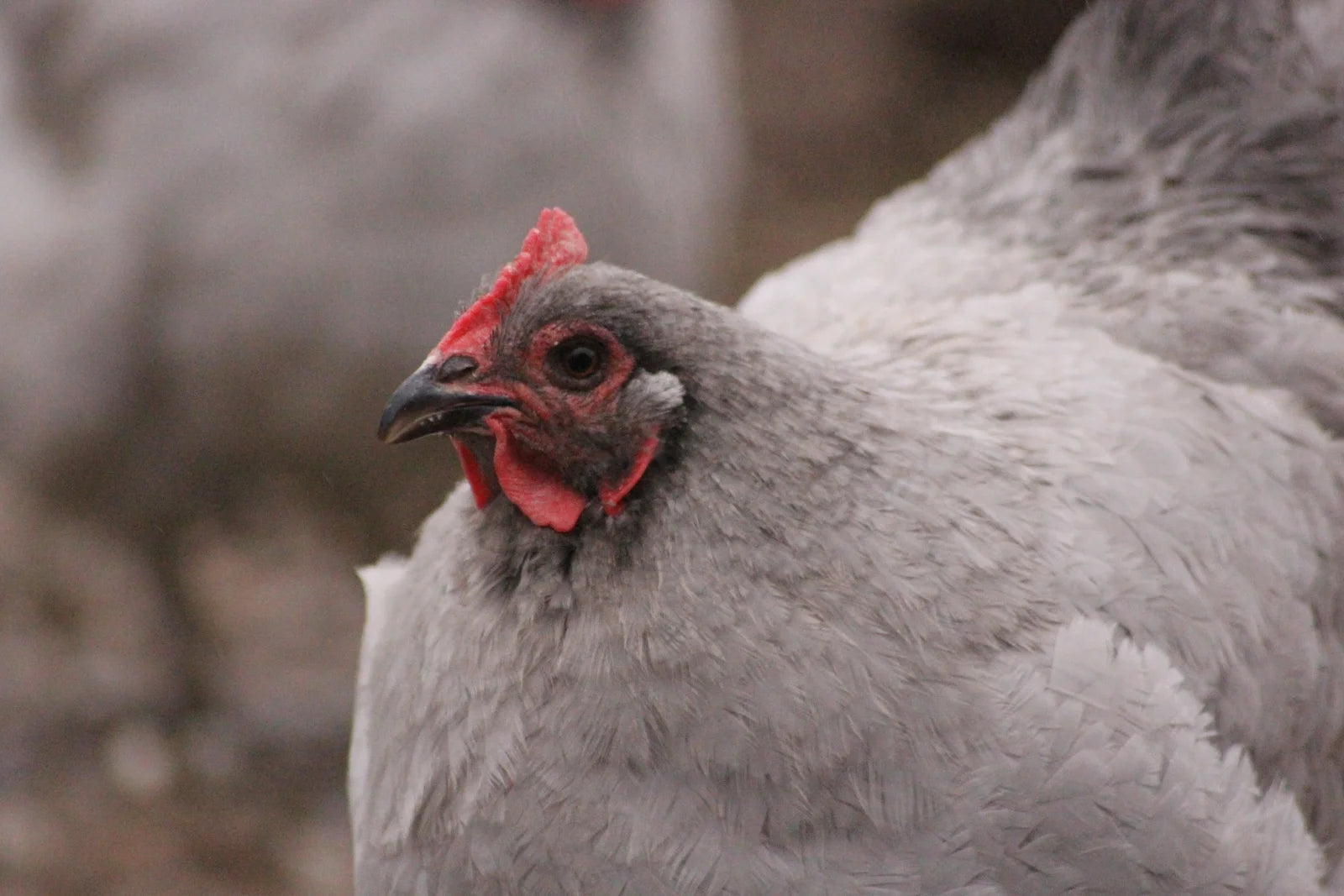Lavender Orpington Started Young Pullet Hens 8 to 9 Weeks Old Ready Now