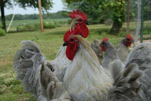 Lavender Orpington Started Young Pullet Hens 7 to 8 Weeks Old Ready Now