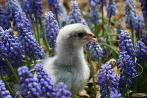 Lavender Orpington Started Young Pullet Hens 7 to 8 Weeks Old Ready Now