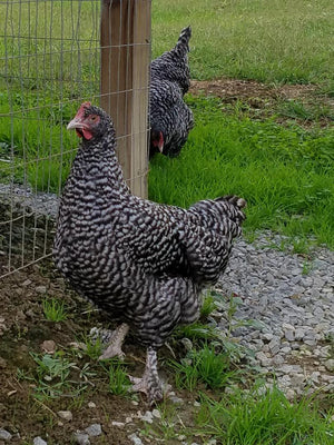 Older Malines Started Young Pullet Hen