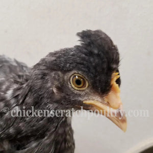 Older Mint Cream Bar / Green Egg Layer Pullet Chicken Hen Over 10 Weeks Old Ready Now