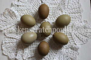 Older Mint Cream Bar / Green Egg Layer Started Young Pullet Hens
