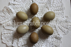 Older Mint Cream Bar / Green Egg Layer Pullet Chicken Hen Over 10 Weeks Old Ready Now