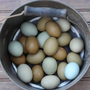 Older Mint Cream Bar / Green Egg Layer Pullet Chicken Hen Over 10 Weeks Old Ready Now